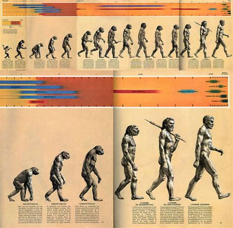 La famosa imagen de la evolución humana es errónea   El ...