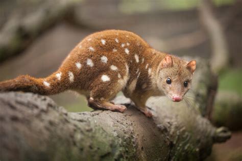 La fauna de Australia: descubre los animales endémicos del país — Mis ...