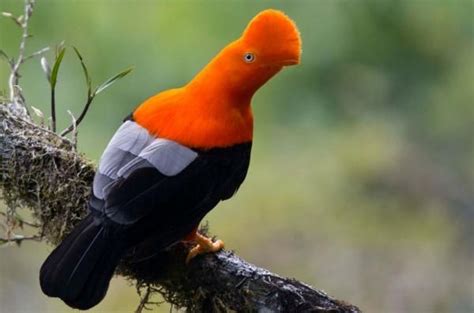La fauna de la selva peruana | Fauna de la selva, Selva peruana, Selva peru