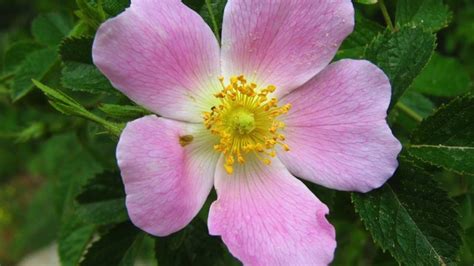 La flor de Bach Rosa Silvestre   Wild rose | Flores, Rosas ...