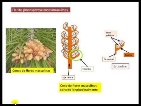 La flor de las gimnospermas. 1º ESO   YouTube