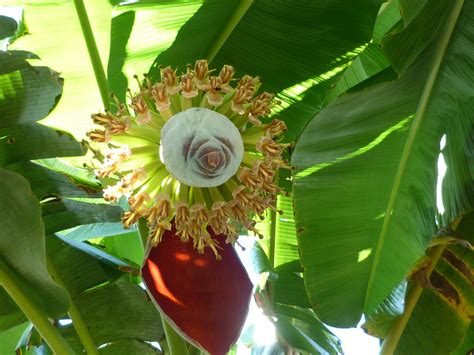 La flor de plátano y sus beneficios para la salud ...