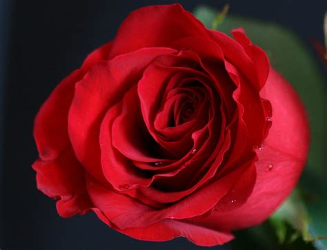 La flor del amor | La rosa roja El significado de los rosas … | Flickr