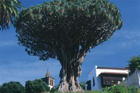 La flora   Canarias   España