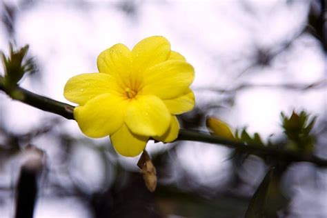 La flore en Catalogne   Catalogne   Espagne