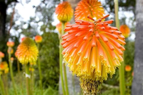 La flore en Catalogne Catalogne Espagne