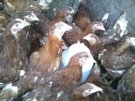La forma más fácil de criar gallinas ponedoras: julio 2012