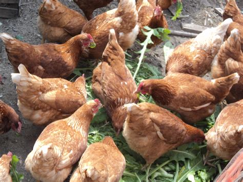 La forma más fácil de criar gallinas ponedoras: Postura ...