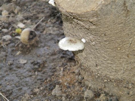 La foto del día: Humedad y hongos