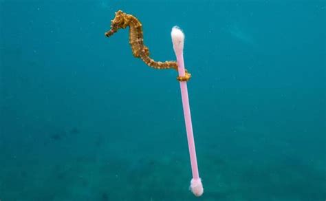 La fotografía sobre la contaminación marina que impacta a ...