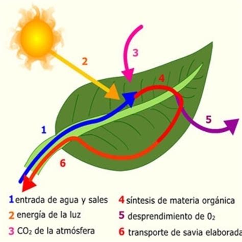 La fotosintesis en LA FOTOSINTESIS en mp3 18/05 a las 03 ...