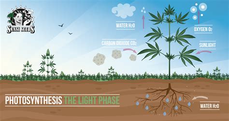 La fotosíntesis: fase luminosa