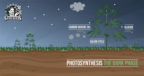 La fotosíntesis: fase oscura