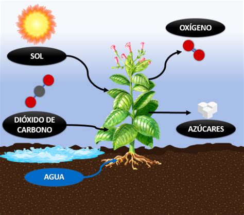 La fotosíntesis, un ejemplo esquemático de un proceso ...