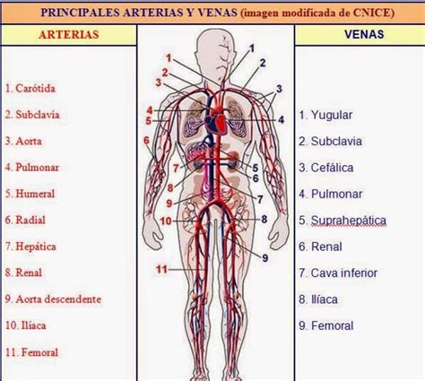 LA FUNCIÓN DE NUTRICIÓN: APARATO CIRCULATORIO   Pictoeduca