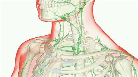 LA FUNCIÓN DE NUTRICIÓN: APARATO CIRCULATORIO   Pictoeduca