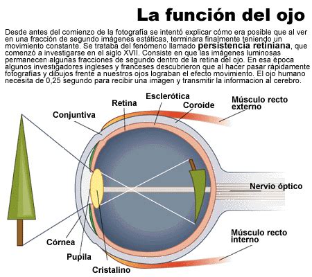 La función del ojo Icarito