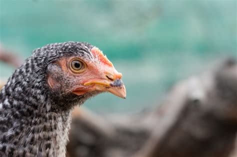 La gallina: ¿descendiente del T Rex?   Mis Animales