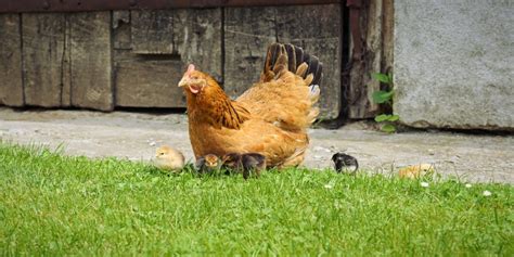 La gallina es el ave más numerosa del planeta