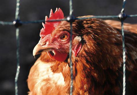 La gallina no pone huevos: todas las causas y curiosidades   Vida con ...