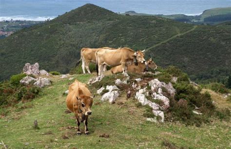 La ganadería extensiva asturiana como parte de la solución a los retos ...