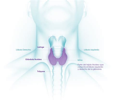 La glándula tiroides   AECAT