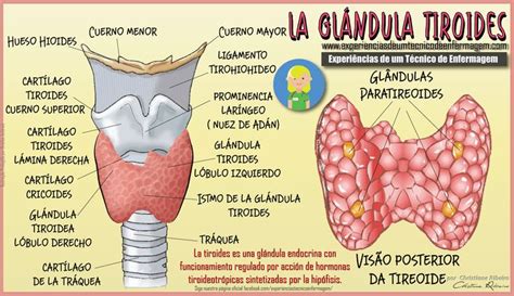 La Glándula Tiroides | Enfermería Ilustrada | Glándula ...