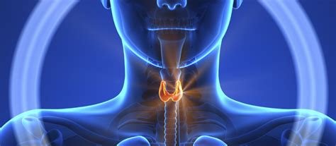 La glándula tiroides, los folículos tiroideos y las ...