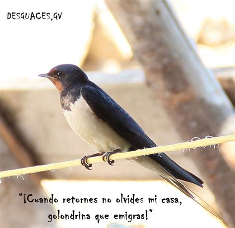 La golondrina común es una especie de ave paseriforme cuya ...
