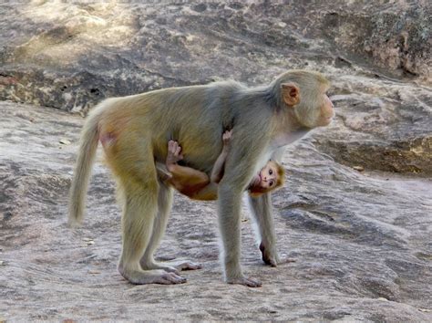 La Guardia Civil busca 42 monos tití por el riesgo de que tengan el ...