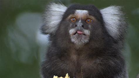 La Guardia Civil interviene 25 primates en una operación contra el ...