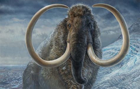 La historia de Kik, el mamut viajero que recorrió dos veces el mundo ...
