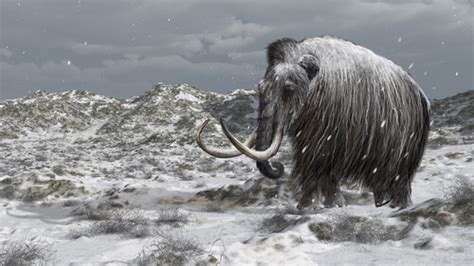 La historia de los últimos mamuts   My Animals