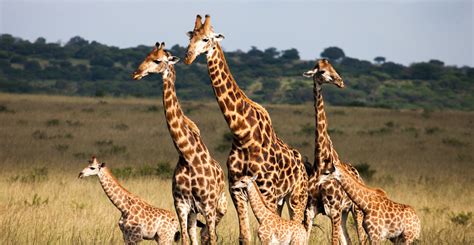 La hora sad: las jirafas ya están consideradas en  peligro ...
