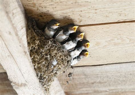 La importancia de construir nidos y cuáles son los tipos que hay