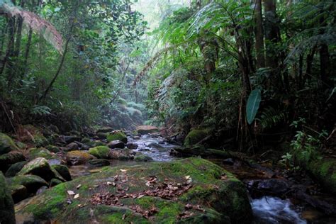 La importancia de cuidar nuestro medio ambiente   Honduras ...