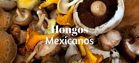 La importancia de los hongos en la comida mexicana
