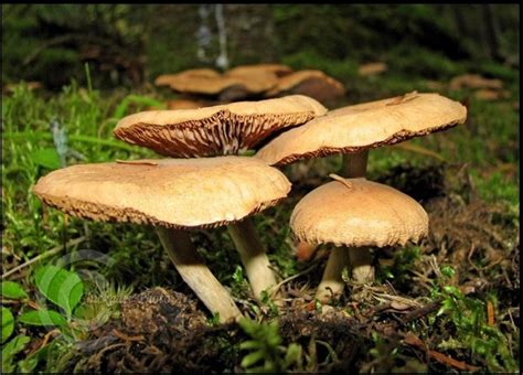La importancia de los hongos para el planeta – Saberes ...