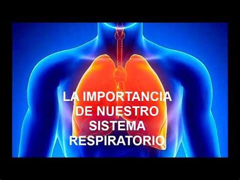 La importancia del Sistema Respiratorio.   YouTube