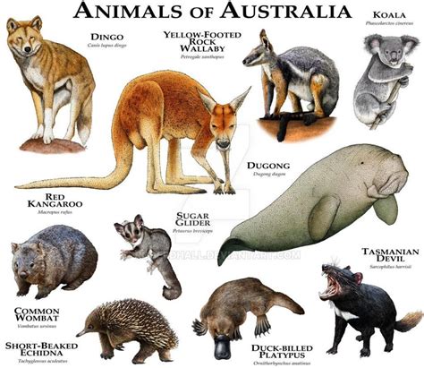 La impresionante variedad de la fauna de Australia | Absolut Viajes