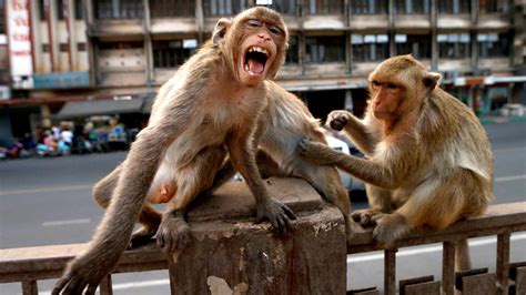 La incontrolable rebelión de los monos en Asia   El ...