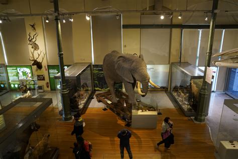 La increíble historia del elefante africano del Museo de Ciencias ...