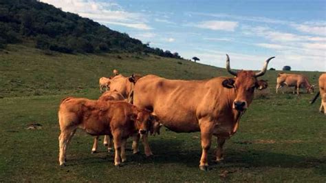 La inmigración de vacas cuaja en Asturias