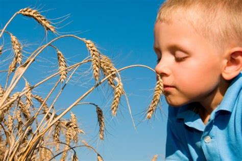 La inmunoterapia oral resulta eficaz en niños alérgicos al trigo