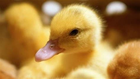 La inteligencia innata de los patos recién nacidos