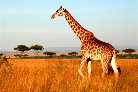 La jirafa: descubre todo sobre cómo viven, como se ...