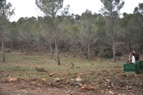 La Junta de Andalucía reintroduce el corzo en el Parque ...