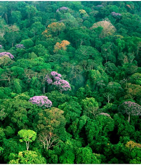 La lapicera: Lugares soñados/ Amazonas
