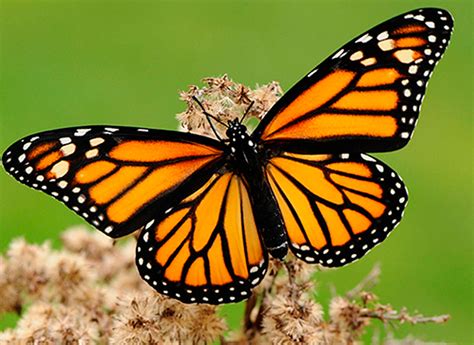 La liberación de mariposas Monarca regresa al Mariposario ...
