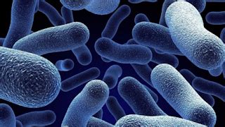 La lista de bacterias más peligrosas para el ser humano   Salud en Casa ...